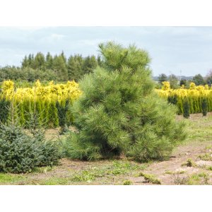 Borovica hladká (Pinus strobus) ´MACOPIN´ - výška 40-60 cm, ø 30-40 cm, kont. C10L